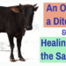 Get your ox out of the ditch