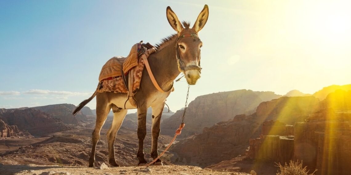 "The Donkey's Decree