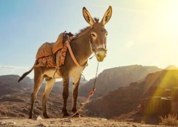 "The Donkey's Decree