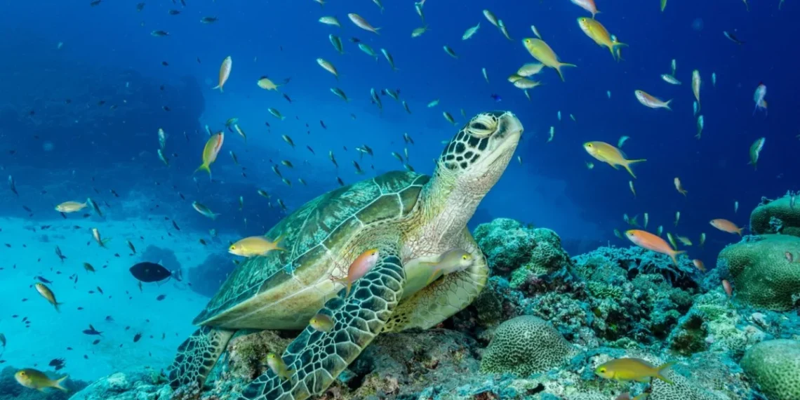 Earth’s oceans weren’t always blue, scientists say