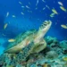 Earth’s oceans weren’t always blue, scientists say